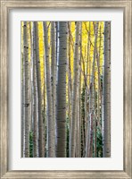 Gathering Of Yellow Aspen In The Uncompahgre National Forest Fine Art Print