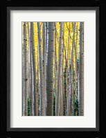Gathering Of Yellow Aspen In The Uncompahgre National Forest Fine Art Print