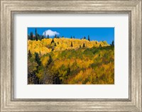 Golden Landscape If The Uncompahgre National Forest Fine Art Print