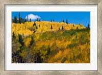 Golden Landscape If The Uncompahgre National Forest Fine Art Print