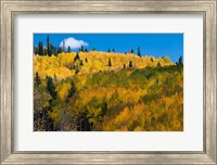 Golden Landscape If The Uncompahgre National Forest Fine Art Print