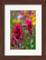 Alpine Wildflowers With Paintbrush Fine Art Print
