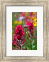 Alpine Wildflowers With Paintbrush Fine Art Print
