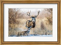 Buck And Doe Mule Deer Fine Art Print
