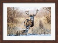 Buck And Doe Mule Deer Fine Art Print