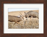 Mule Deer Bucks Fighting Fine Art Print