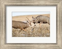 Mule Deer Bucks Fighting Fine Art Print