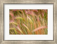 Fox-Tail Barley, Routt National Forest, Colorado Fine Art Print