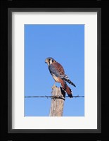 American Kestrel Fine Art Print