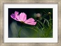 Close-Up Of Cosmos Flower And Bud Fine Art Print