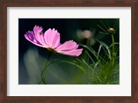 Close-Up Of Cosmos Flower And Bud Fine Art Print