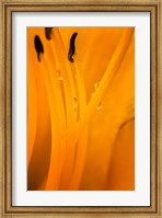Inside Of A Day Lily Plant Fine Art Print