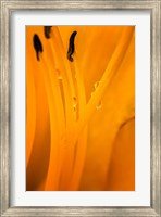 Inside Of A Day Lily Plant Fine Art Print