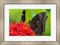 Blue Morpho Butterfly On A Flower Fine Art Print
