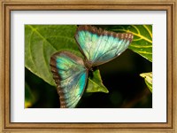 Blue Morpho Butterfly On A Leaf Fine Art Print