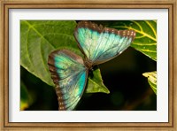 Blue Morpho Butterfly On A Leaf Fine Art Print