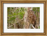 Barred Owl In Everglades National Park, Florida Fine Art Print