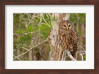 Barred Owl In Everglades National Park, Florida Fine Art Print
