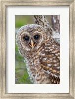 Fledgling Barred Owl In Everglades National Park, Florida Fine Art Print