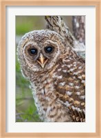Fledgling Barred Owl In Everglades National Park, Florida Fine Art Print