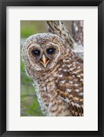 Fledgling Barred Owl In Everglades National Park, Florida Fine Art Print