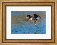 Eagle Catching A Fish,  St John River Fine Art Print