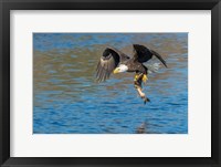 Eagle Catching A Fish,  St John River Fine Art Print