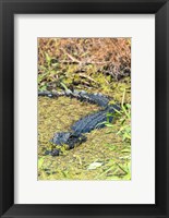 Alligator In St John River Fine Art Print