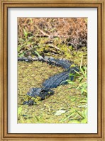 Alligator In St John River Fine Art Print