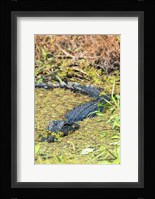 Alligator In St John River Fine Art Print