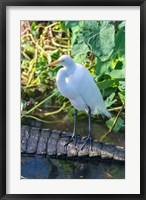 Egret On An Alligator'a Tail Fine Art Print