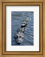 Stacking Alligators Fine Art Print