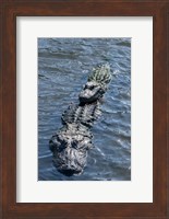 Stacking Alligators Fine Art Print