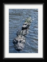 Stacking Alligators Fine Art Print