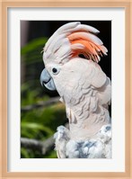 Citron Cockatoo Fine Art Print