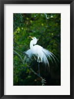 Egret In Breeding Plumage Fine Art Print
