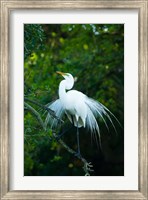 Egret In Breeding Plumage Fine Art Print