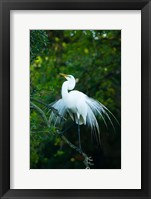 Egret In Breeding Plumage Fine Art Print