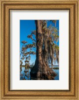 Pond Cyprus And Spanish Moss In A Swamp Fine Art Print