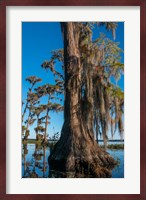 Pond Cyprus And Spanish Moss In A Swamp Fine Art Print