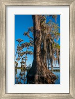 Pond Cyprus And Spanish Moss In A Swamp Fine Art Print