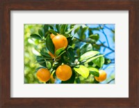 Florida Orange Tree Fine Art Print