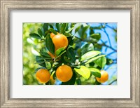 Florida Orange Tree Fine Art Print