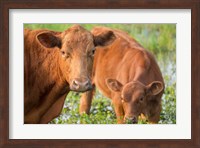 Close-Up Of Red Angus Cow Fine Art Print