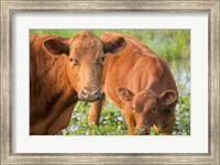 Close-Up Of Red Angus Cow Fine Art Print