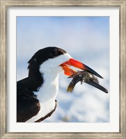 Black Skimmer With Food, Gulf Of Mexico, Florida Fine Art Print