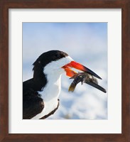 Black Skimmer With Food, Gulf Of Mexico, Florida Fine Art Print