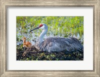 Sandhill Crane On Nest With First Colt Fine Art Print