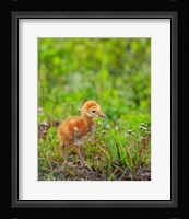 Sandhill Crane Colt Out Foraging, Florida Fine Art Print