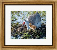 Sandhill Crane Waiting On Second Egg To Hatch, Florida Fine Art Print